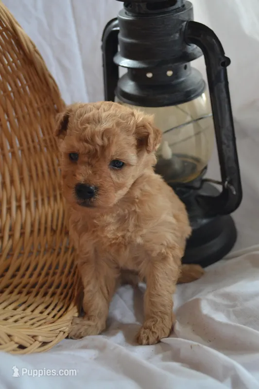 Granger – Cavapoo, Poodle - Toy  puppy for sale in Greenwood, WI