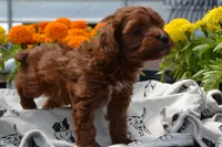 Sarge, a male Poodle - Miniature  for sale in Greenwood, WI – 4 of 6