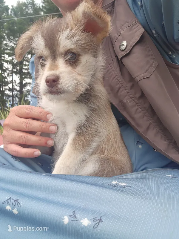 Keena – Pomeranian, Alaskan Klee Kai puppy for sale in Greenwood, WI