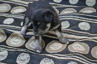 Konner, a male Pomeranian and Alaskan Klee Kai for sale in Greenwood, WI – 4 of 4