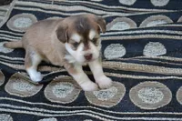 Keena, a female Pomeranian and Alaskan Klee Kai for sale in Greenwood, WI – 4 of 4