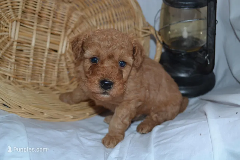 Gunner – Cavapoo, Poodle - Toy  puppy for sale in Greenwood, WI
