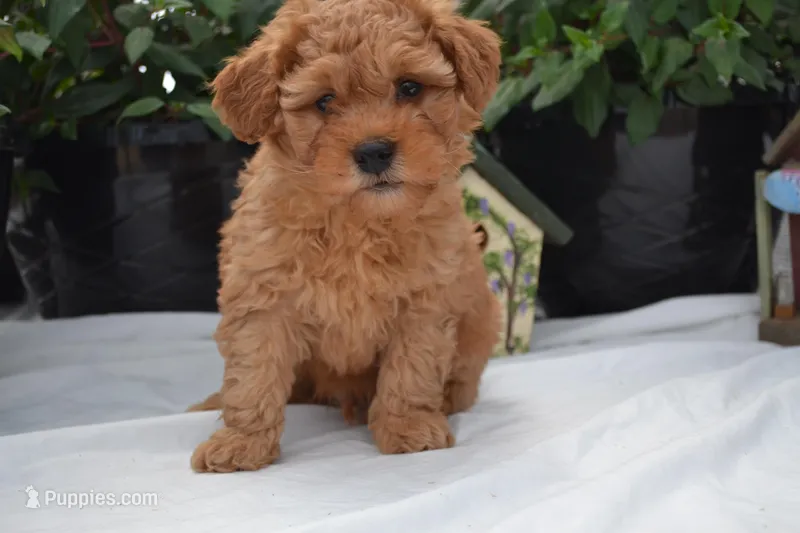 Gunner – Cavapoo, Poodle - Toy  puppy for sale in Greenwood, WI