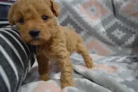 Princess -PENDING, a male Poodle - Miniature  for sale in Greenwood, WI – Photo 3 of 3