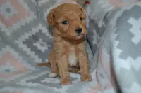 Princess -PENDING, a male Poodle - Miniature  for sale in Greenwood, WI – Photo 2 of 3