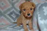 Princess -PENDING, a male Poodle - Miniature  for sale in Greenwood, WI – Photo 1 of 3