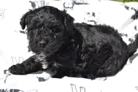 Nickel, a male Poodle - Miniature  for sale in Greenwood, WI – 3 of 5
