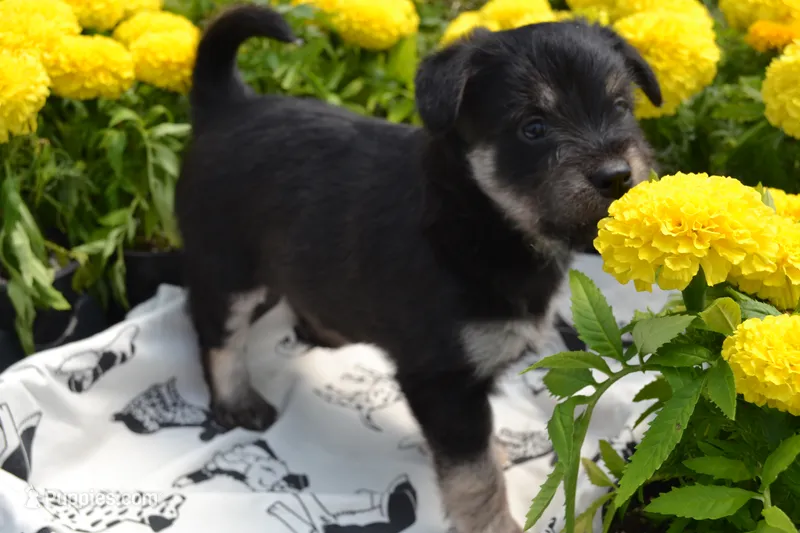 Konner – Pomeranian, Alaskan Klee Kai puppy for sale in Greenwood, WI