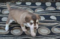 Keena, a female Pomeranian and Alaskan Klee Kai for sale in Greenwood, WI – 3 of 4