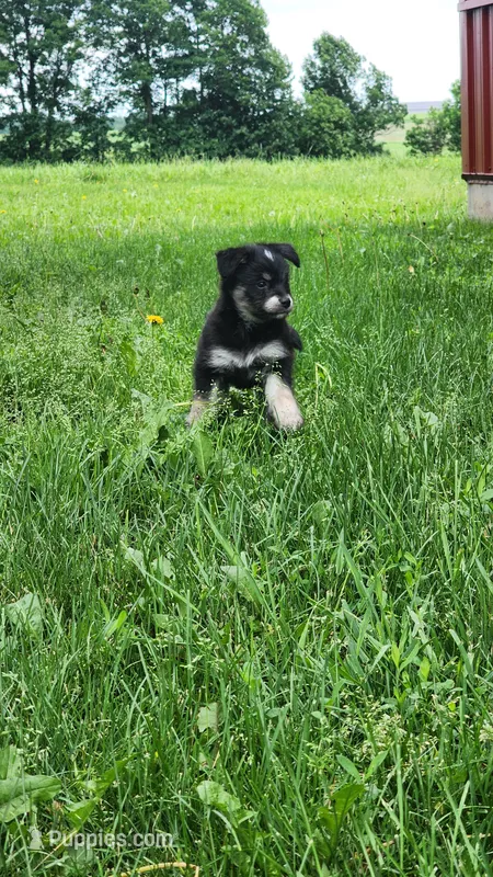 Kyann – Pomeranian, Alaskan Klee Kai puppy for sale in Greenwood, WI