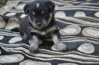 Kyann, a female Pomeranian and Alaskan Klee Kai for sale in Greenwood, WI – 4 of 5