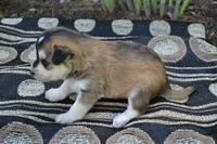 Kolors, a male Pomeranian and Alaskan Klee Kai for sale in Greenwood, WI – 4 of 4