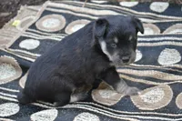 Konner, a male Pomeranian and Alaskan Klee Kai for sale in Greenwood, WI – 2 of 4