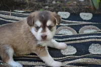 Keena, a female Pomeranian and Alaskan Klee Kai for sale in Greenwood, WI – 2 of 4