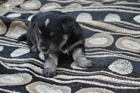 Kyann, a female Pomeranian and Alaskan Klee Kai for sale in Greenwood, WI – 3 of 5