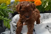 Sarge, a male Poodle - Miniature  for sale in Greenwood, WI – 5 of 6