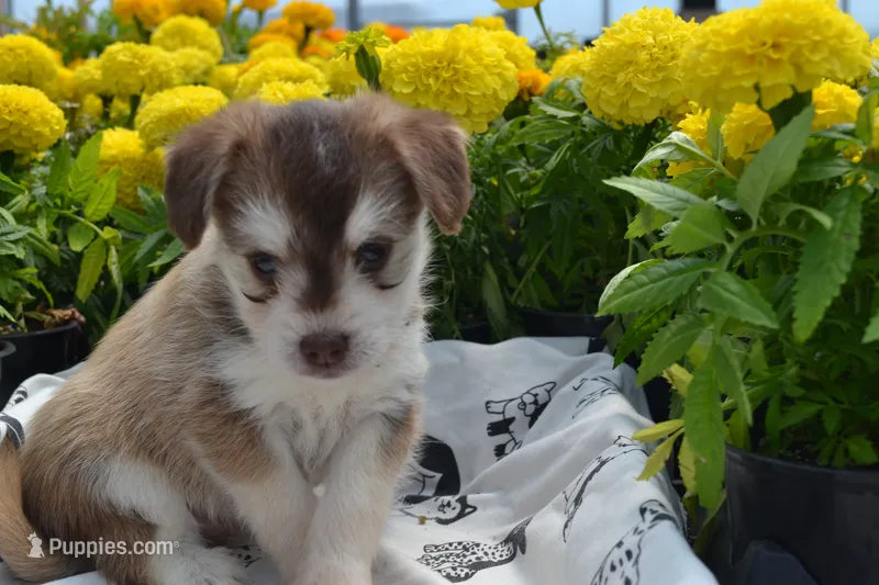 Keena – Pomeranian, Alaskan Klee Kai puppy for sale in Greenwood, WI