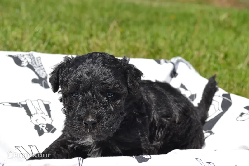 Nickel – Poodle - Miniature  puppy for sale in Greenwood, WI