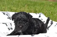 Nickel, a male Poodle - Miniature  for sale in Greenwood, WI – 1 of 5