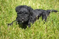 Nickel, a male Poodle - Miniature  for sale in Greenwood, WI – 2 of 5