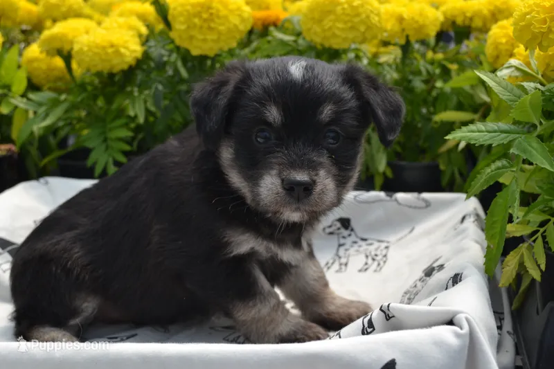 Kyann – Pomeranian, Alaskan Klee Kai puppy for sale in Greenwood, WI