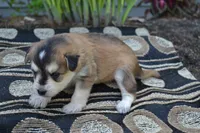 Kolors, a male Pomeranian and Alaskan Klee Kai for sale in Greenwood, WI – 3 of 4