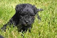 Nickel, a male Poodle - Miniature  for sale in Greenwood, WI – 4 of 5