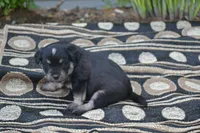 Kyann, a female Pomeranian and Alaskan Klee Kai for sale in Greenwood, WI – 5 of 5