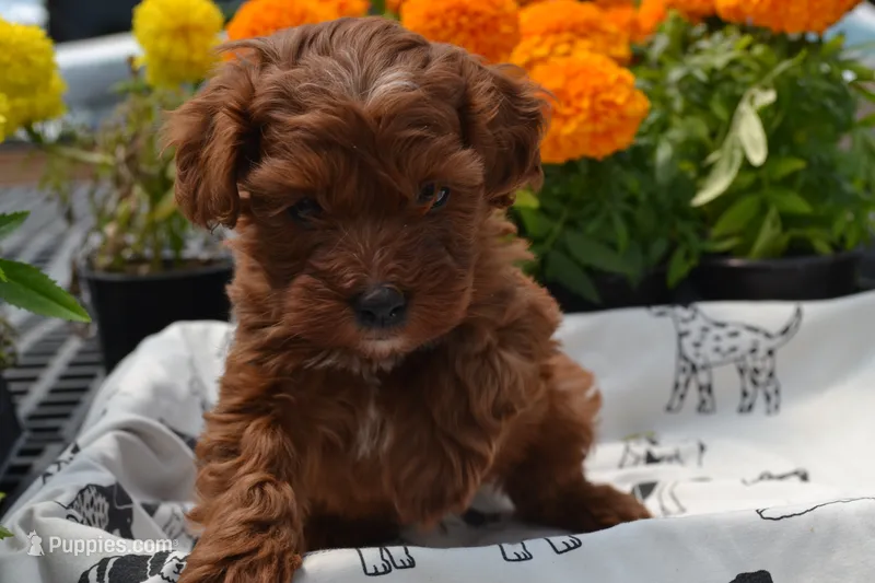 Sarge – Poodle - Miniature  puppy for sale in Greenwood, WI