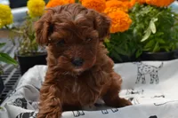 Sarge, a male Poodle - Miniature  for sale in Greenwood, WI – 1 of 6