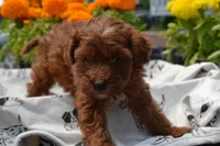 Sarge, a male Poodle - Miniature  for sale in Greenwood, WI – 3 of 6