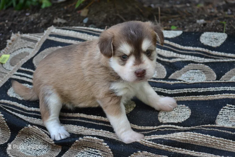Keena – Pomeranian, Alaskan Klee Kai puppy for sale in Greenwood, WI