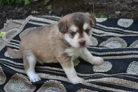 Keena, a female Pomeranian and Alaskan Klee Kai for sale in Greenwood, WI – 1 of 4