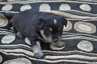 Kyann, a female Pomeranian and Alaskan Klee Kai for sale in Greenwood, WI – 2 of 5