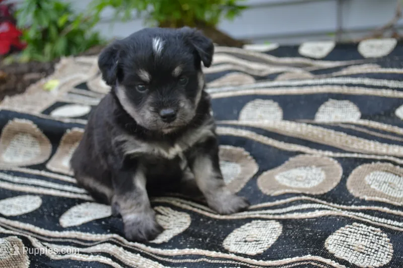 Kyann – Pomeranian, Alaskan Klee Kai puppy for sale in Greenwood, WI