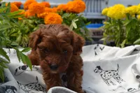 Sarge, a male Poodle - Miniature  for sale in Greenwood, WI – 6 of 6