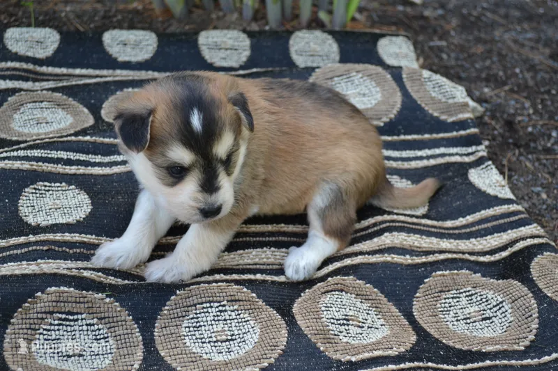 Kolors – Pomeranian, Alaskan Klee Kai puppy for sale in Greenwood, WI