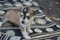 Kolors, a male Pomeranian and Alaskan Klee Kai for sale in Greenwood, WI – 2 of 4