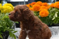 Sarge, a male Poodle - Miniature  for sale in Greenwood, WI – 2 of 6