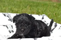 Nickel, a male Poodle - Miniature  for sale in Greenwood, WI – 5 of 5