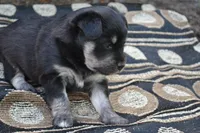 Konner, a male Pomeranian and Alaskan Klee Kai for sale in Greenwood, WI – 3 of 4
