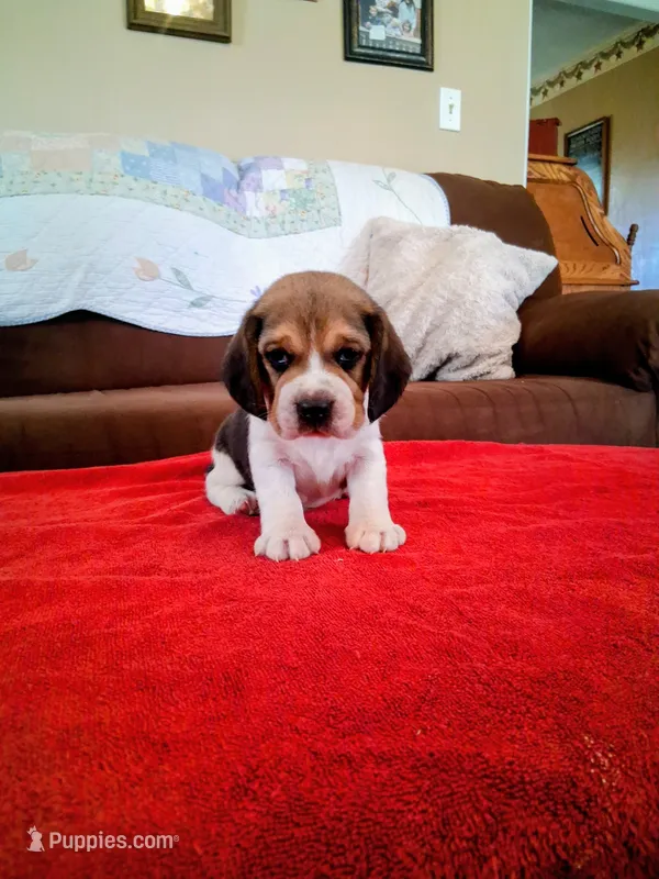 LITTLE JOE – Beagle puppy for sale in Nokomis, IL