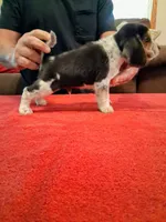 LITTLE BLUE, a male Beagle for sale in Nokomis, IL – 3 of 6