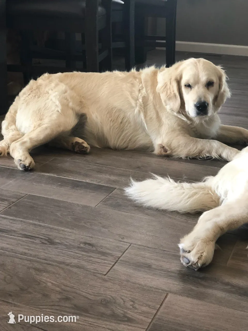 ELSA, a female Golden Retriever for sale in Nokomis, IL – 4 of 4