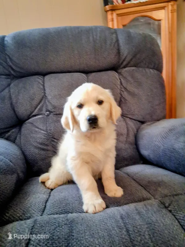 BELLA – Golden Retriever puppy for sale in Nokomis, IL