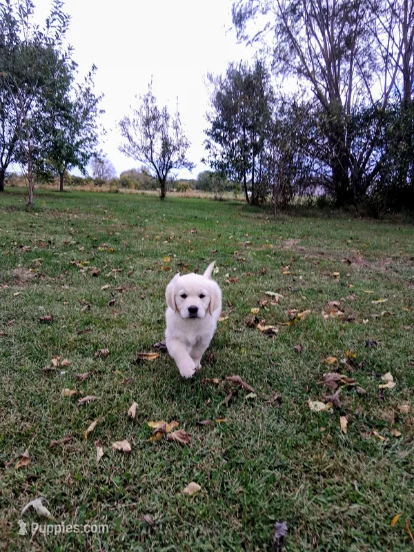 BELLA – Golden Retriever puppy for sale in Nokomis, IL