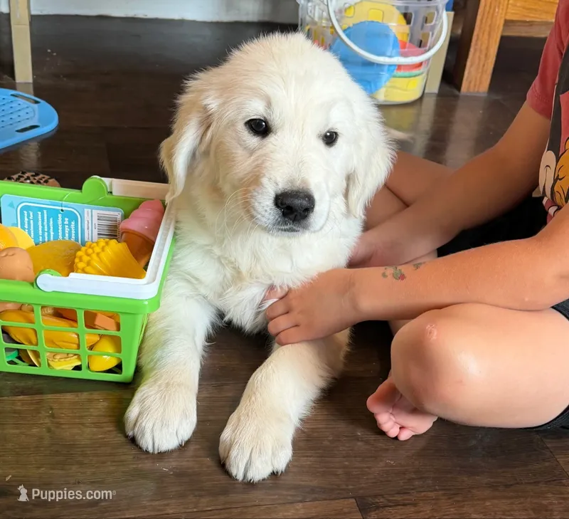 COOPER – Golden Retriever puppy for sale in Nokomis, IL