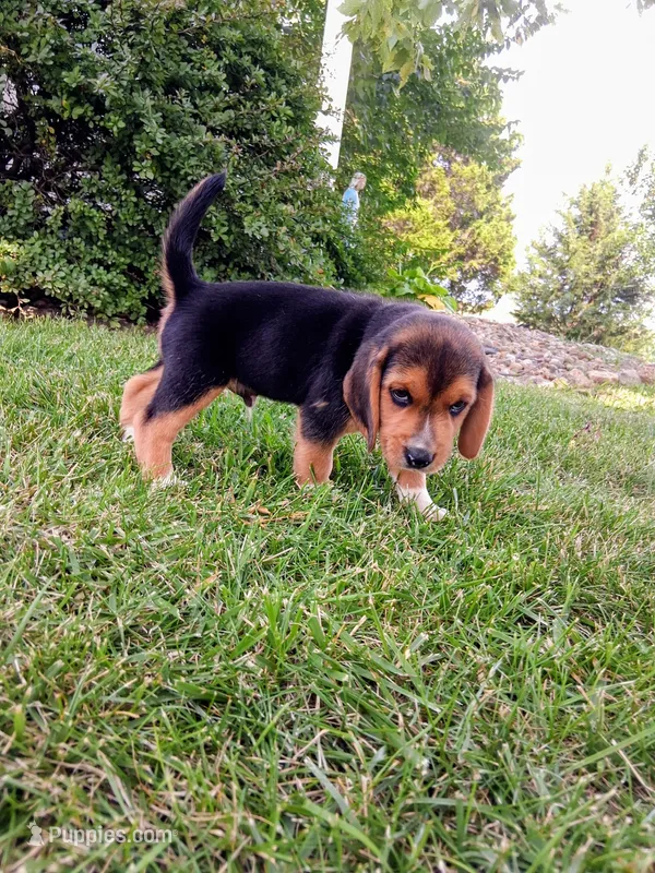 JONAH – Beagle puppy for sale in Nokomis, IL
