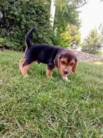 JONAH, a male Beagle for sale in Nokomis, IL – 2 of 5