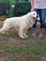 BELLA, a female Golden Retriever for sale in Nokomis, IL – 2 of 3
